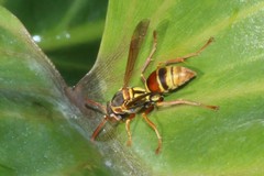 Polistes humilis synoecus