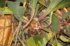 Protea scolopendriifolia