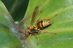 Polistes humilis synoecus