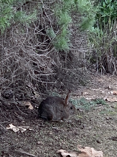 iNaturalist observation photo of Cottontail Rabbits