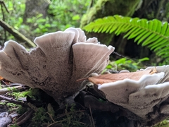 Hydnellum suaveolens