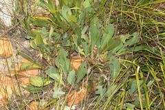 Protea scolopendriifolia