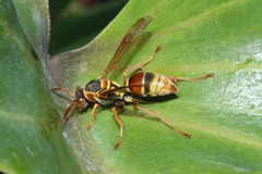 Polistes humilis synoecus
