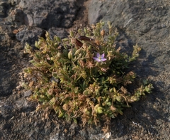 Spergularia macrotheca macrotheca