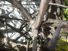 Lonicera hildebrandtiana