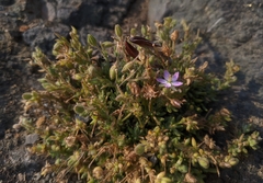 Spergularia macrotheca macrotheca