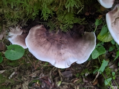 Hydnellum suaveolens