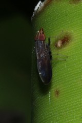Cephaloconus tenebrosus