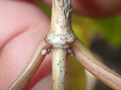 Lonicera hildebrandtiana
