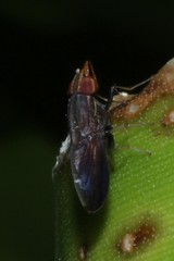 Cephaloconus tenebrosus