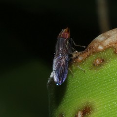Cephaloconus tenebrosus