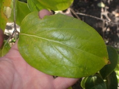 Lonicera hildebrandtiana