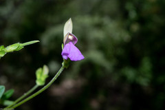 Phaseolus pauciflorus