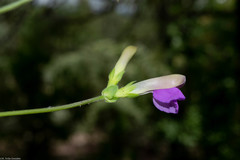 Phaseolus pauciflorus