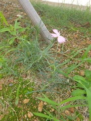 Dianthus