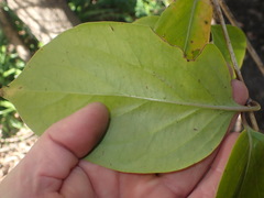 Lonicera hildebrandtiana