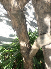 Lonicera hildebrandtiana