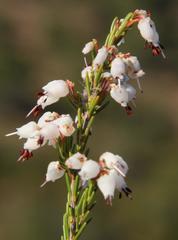 Erica simulans
