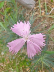 Dianthus