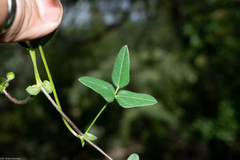 Phaseolus pauciflorus