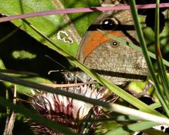 Stygionympha wichgrafi wichgrafi
