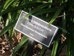 Lonicera hildebrandtiana