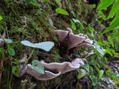 Hydnellum suaveolens