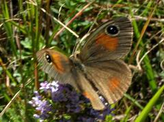 Stygionympha wichgrafi wichgrafi