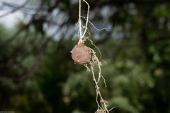 Phaseolus pauciflorus