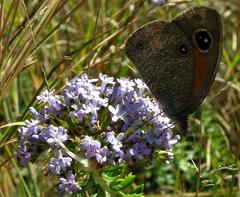 Stygionympha wichgrafi wichgrafi