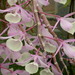 Dendrobium aphyllum - Photo (c) Tim Waters, algunos derechos reservados (CC BY-NC-ND)