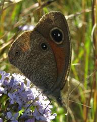 Stygionympha wichgrafi wichgrafi