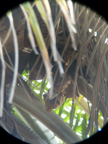 Gambian Epauletted Fruit Bat