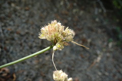 Allium rupestre
