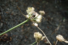 Allium rupestre