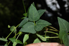 Phaseolus amblyosepalus