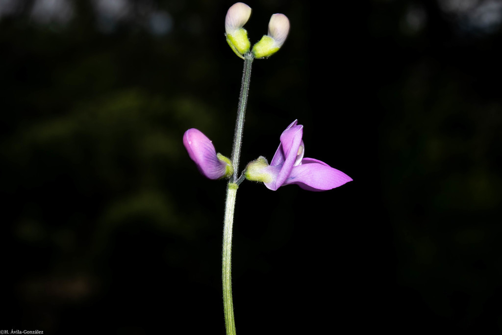 blunt-sepal bean