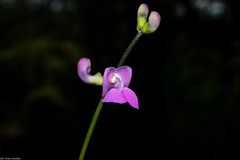 Phaseolus amblyosepalus