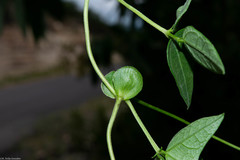 Phaseolus amblyosepalus