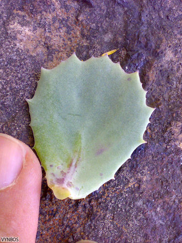 Othonna dentata