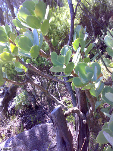 Othonna dentata