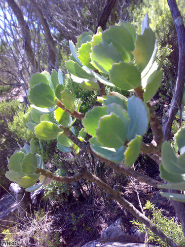Othonna dentata