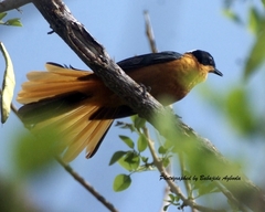 Cossypha niveicapilla