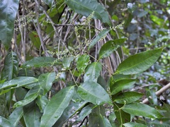Guioa acutifolia