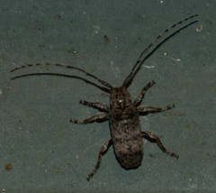 Ecyrus