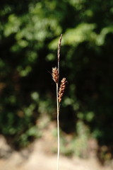 Carex flacca serrulata