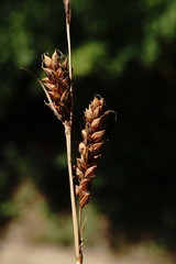 Carex flacca serrulata