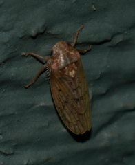 Ponana rubida