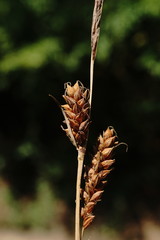 Carex flacca serrulata