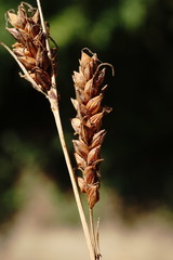 Carex flacca serrulata